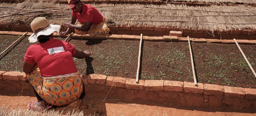 Vrouwen planten chinchona bomen op Madagaskar